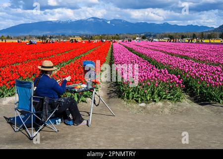 MOUNT VERNON, WA, USA – 14 APRILE 2023: RoozenGaarde Farm, Skagit Valley Tulip Festival, artista seduto accanto a tulipani colorati che dipingono la scena Foto Stock