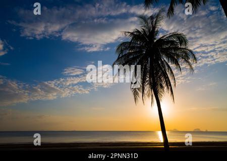 Silate l'albero di cocco sulla spiaggia prima del tramonto sfondo Foto Stock