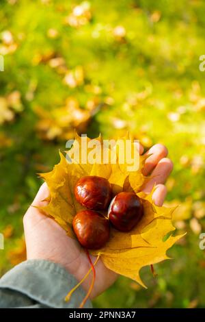 Donna in possesso autunno acero autunnale foglia gialla e castagne accanto alla natura autunnale. Unisci con la natura cottagecore consapevolezza e relax, essere consapevoli, benessere, salute mentale. Ragazza raccoglie bouquet di foglie autunnali nel parco soleggiato. Foto Stock