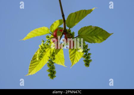 Acero di Père David, Acer davidii, Fiore Foto Stock