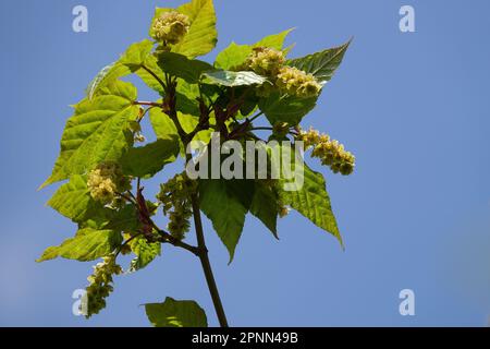 Primavera, nuovo, foglie, fiore, ramo, acero, Verde, Foliage, deciduo, pianta, Acer pectinatum 'Maximowiczii' Foto Stock