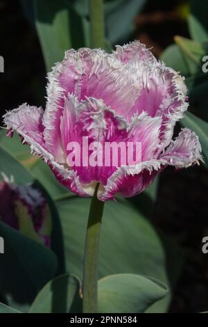 Tulip con frange, rosa, Tulipa 'Cummins' Foto Stock