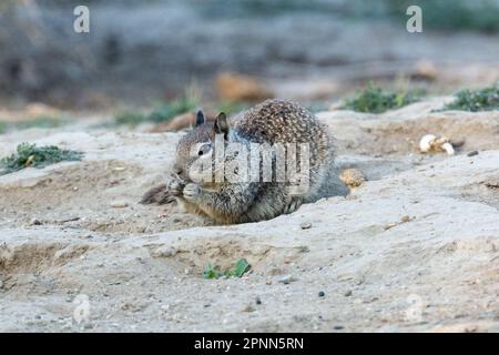 Uno scoiattolo di terra della California (Otospermophilus beecheyi), o scoiattolo di terra di Beechey, foraggi per i semi nel deserto di Mojave della California del sud. Foto Stock