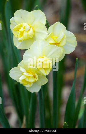 Giallo, colore limone, Daffodil, Narcissus 'allegria giallo' Foto Stock