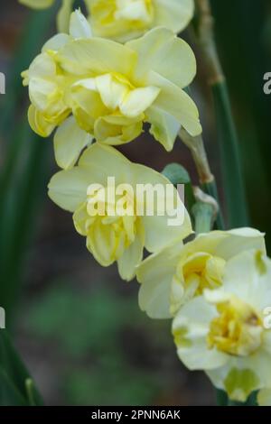 Giallo, colore limone, Daffodil, Narcissus 'allegria giallo' Foto Stock