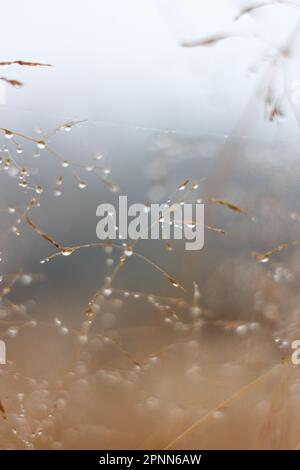 Vita lenta. La rugiada cade sull'erba. Motivo natura Foto Stock
