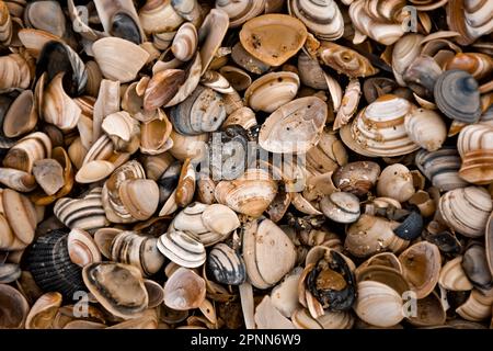 L'altro giorno abbiamo fatto una passeggiata sulla spiaggia tra Katwijk e Noordwijk aan Zee alla scoperta di ogni genere di cose Foto Stock