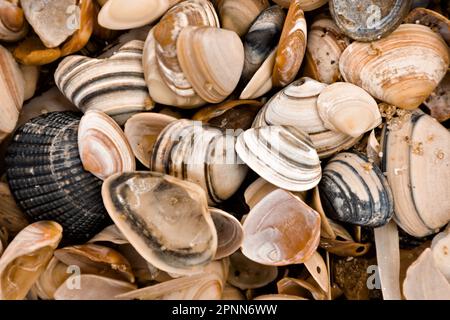 L'altro giorno abbiamo fatto una passeggiata sulla spiaggia tra Katwijk e Noordwijk aan Zee alla scoperta di ogni genere di cose Foto Stock