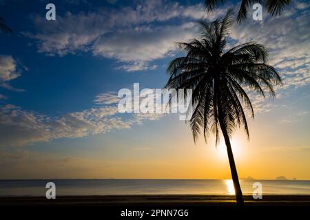 Silate l'albero di cocco sulla spiaggia prima del tramonto sfondo Foto Stock