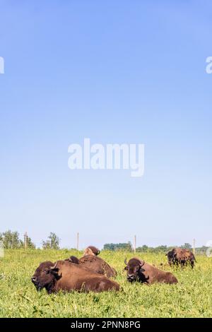 Bufali di bisonte sdraiati nell'erba Foto Stock