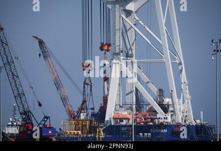 Sassnitz Mukran, Germania. 18th Apr, 2023. La gru 'Svanen' è ormeggiata nel porto di Port Mukran sull'isola di Rügen. La gru 'Svanen' installerà presto le fondamenta per la centrale eolica offshore 'Baltic Eagle'. I pezzi di collegamento per le turbine eoliche sono già immagazzinati in Mukran. L'aquila baltica deve inoltre contribuire alla produzione di acciaio praticamente esente da CO2. A tal fine, la società energetica Iberdrola e la Salzgitter Flachstahl GmbH hanno concluso un accordo a lungo termine per la fornitura di energia elettrica. Credit: Stefan Sauer/dpa/Alamy Live News Foto Stock