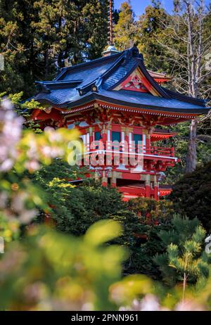 Il fiore di ciliegio Sakura incornicia la tradizionale pagoda giapponese nel giardino giapponese del tè del Golden Gate Park di San Francisco Foto Stock