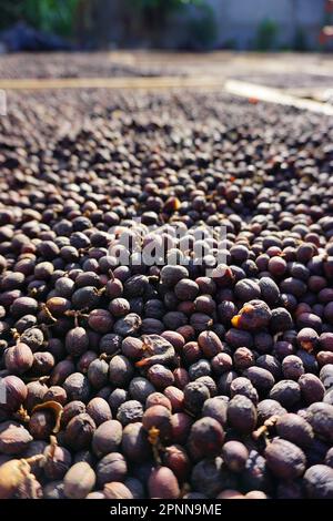 Frutta matura del caffè che è asciugata sul terreno vicino Antigua Guatemala sotto il sole Foto Stock