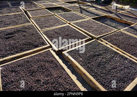 Frutta matura del caffè che è asciugata sul terreno vicino Antigua Guatemala sotto il sole Foto Stock