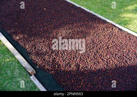 Frutta matura del caffè che è asciugata sul terreno vicino Antigua Guatemala sotto il sole Foto Stock