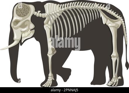 Concetto di anatomia dell'elefante per l'illustrazione di educazione scientifica Illustrazione Vettoriale