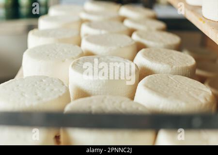 Abbondanza di Capi di formaggio di capra su stand scaffali disposti a maturare su Cheese Farm Foto Stock