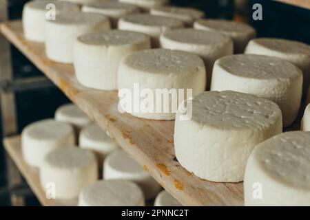 Abbondanza di Capi di formaggio di capra su stand scaffali disposti a maturare su Cheese Farm Foto Stock