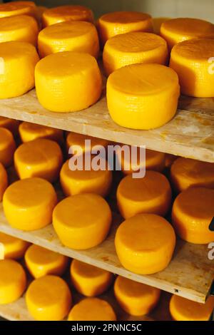 Abbondanza di Capi di formaggio di capra su stand scaffali disposti a maturare su Cheese Farm Foto Stock