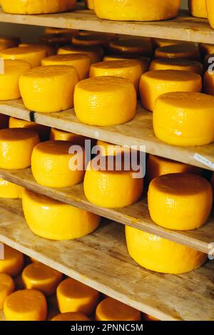 Abbondanza di Capi di formaggio di capra su stand scaffali disposti a maturare su Cheese Farm Foto Stock