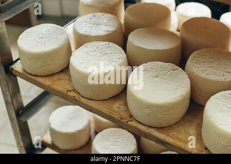 Abbondanza di Capi di formaggio di capra su stand scaffali disposti a maturare su Cheese Farm Foto Stock