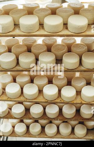 Abbondanza di Capi di formaggio di capra su stand scaffali disposti a maturare su Cheese Farm Foto Stock