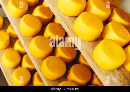 Abbondanza di Capi di formaggio di capra su stand scaffali disposti a maturare su Cheese Farm Foto Stock