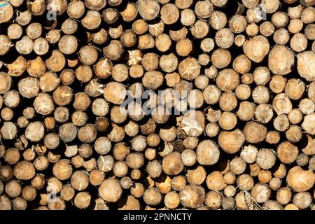 Pile di legno, primo piano Foto Stock