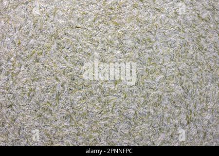 Sfondo astratto con capelli e consistenza morbida. Con una tinta grigio-verde Foto Stock