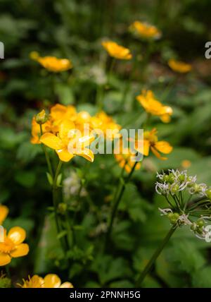 Una serie vibrante di farfalle striscianti (Ranunculus repens) fiori nei boschi Foto Stock