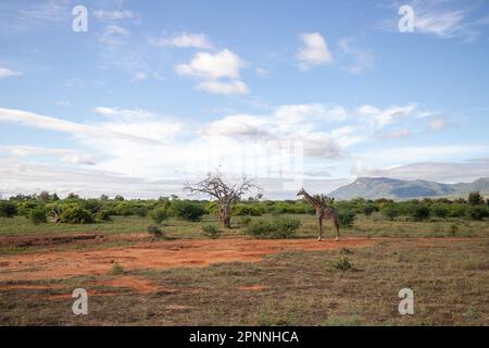 Giraffa singola, giraffa Masai (Giraffa tipelskirchi), nel vasto paesaggio della savana. Fotografia di paesaggio con un albero morto Foto Stock