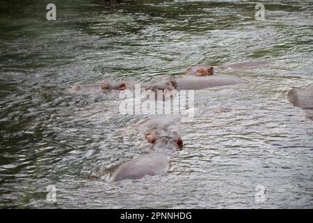 Cavalli Niel che si raffreddano sotto il sole in un fiume nel Parco Nazionale di Tsavo Est in Kenya Africa Foto Stock