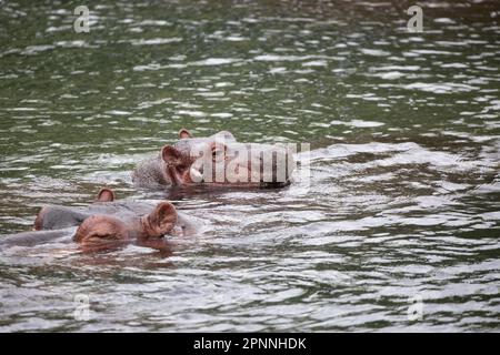 Cavalli Niel che si raffreddano sotto il sole in un fiume nel Parco Nazionale di Tsavo Est in Kenya Africa Foto Stock