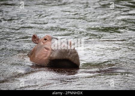 Cavalli Niel che si raffreddano sotto il sole in un fiume nel Parco Nazionale di Tsavo Est in Kenya Africa Foto Stock