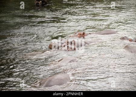 Cavalli Niel che si raffreddano sotto il sole in un fiume nel Parco Nazionale di Tsavo Est in Kenya Africa Foto Stock