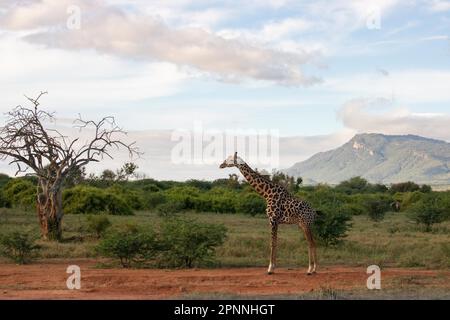 Giraffa singola, giraffa Masai (Giraffa tipelskirchi), nel vasto paesaggio della savana. Fotografia di paesaggio con un albero morto Foto Stock