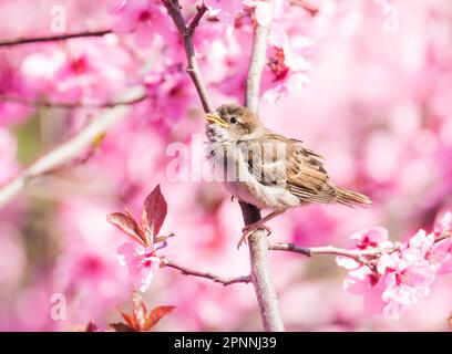 Sparrow seduti tra i fiori di un rosa fioritura pesco Foto Stock