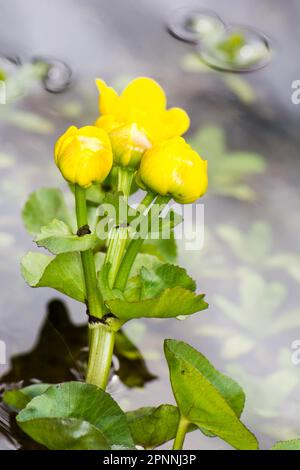 Primo piano di una palude giallo tagete Foto Stock