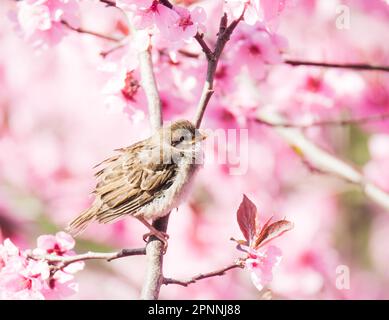 Sparrow seduti tra i fiori di un rosa fioritura pesco Foto Stock