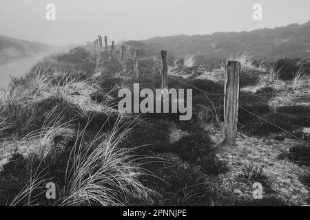 Recinzione nel paesaggio delle dune, nebbia, Sylt, Isola Frisone Nord, Frisia Nord, Mare del Nord, Schleswig-Holstein, Germania Foto Stock