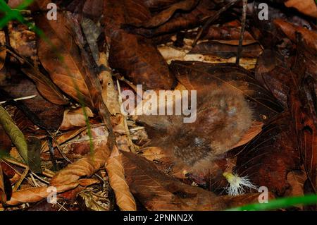 Pauraque (Nyctidromus albicollis), in nido in terra tra lettiera foglia, Cristalino fiume, alta Floresta, Mato Grande Brasile Foto Stock
