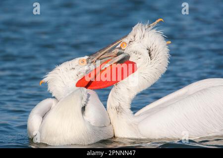 Pellicano dalmata (Pelecanus crispus) due maschi adulti, combattenti in mare, Lago Kerkini, Macedonia, Grecia Foto Stock