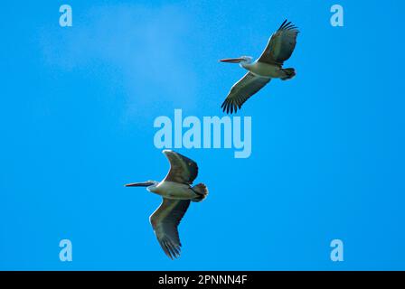 Pellicano a pezzetti (Pelecanus philippensis), coppia di adulti, in volo, Yala West N. P. Sri Lanka meridionale Foto Stock