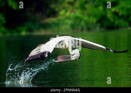 Pellicano a macchia (Pelecanus philippensis), adulto, sul percorso, gulping acqua da un fiume, Ranganthittu, Karnataka, India Foto Stock