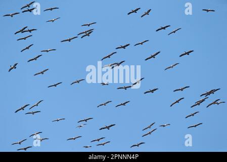 Il Pelican (Pelecanus philippensis), in volo, si alza sulle terme, Ang Trapaeng Thmor, Cambogia Foto Stock