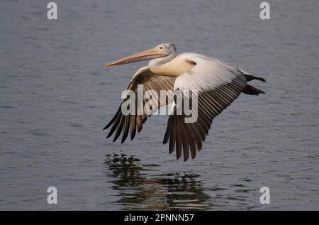 Pelican a macchia d'acqua (Pelecanus philippensis) adulto, volando basso sopra l'acqua, Sri Lanka Foto Stock
