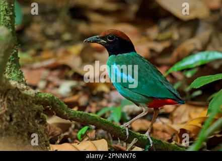 Pitta con cappuccio (Pitta sordida) adulto, arroccato su ramoscello, Taman Negara N. P. Monti Titiwangsa, penisola malese, Malesia Foto Stock