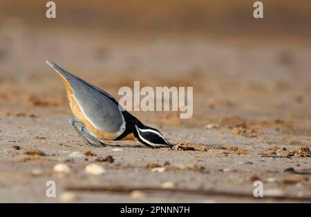 Plover egiziano (Pluvianus aegyptius) adulto, nutrimento su banchi di sabbia, vicino Kaolack, Senegal Foto Stock