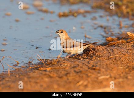 Argentola indiana (Lonchura malabarica) argentola indiana, argentola, finches, songbirds, animali, Uccelli, indiano Silverbill adulto, bere a. Foto Stock