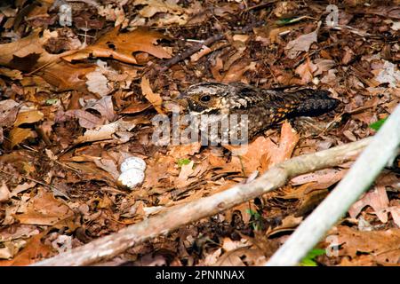 Nightjar nero-throated, Nightjar nero-throated, Nightjar, Nightjars, Animali, Birds, Whip-Poor-will (Caprimulgus vociferus) femmina adulta, al nido Foto Stock